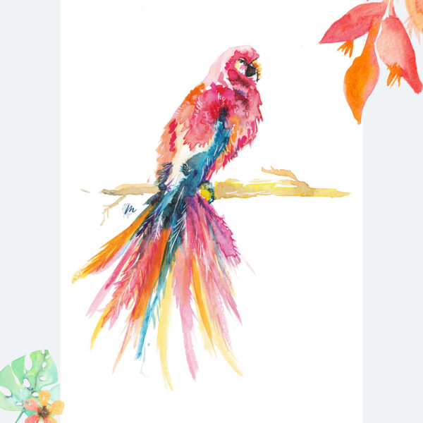 Illustration de perroquet rouge - Moon St Barth - Illustration