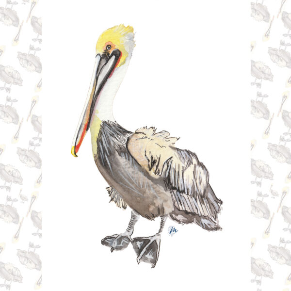 Illustration de pélican - Moon St Barth - Illustration
