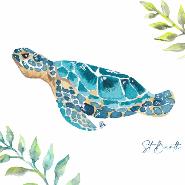 Illustration de tortue marine - Moon St Barth - Illustration
