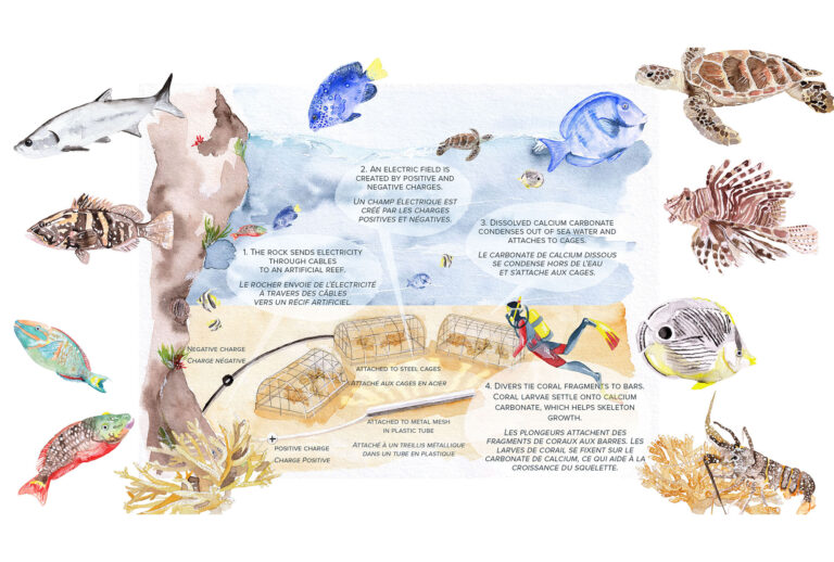 Brochure - Projet Biorock de l'Eden Rock St Barths - Moon St Barth