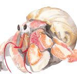 Illustration - Aquarelle France - Moon St Barth